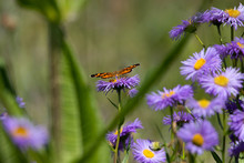 Northern Crescent Butterfly And Fleabane