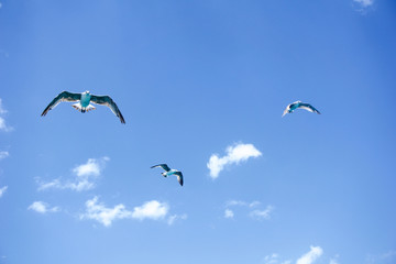 Sticker - Beautiful view of seagulls flying against the blue sky on a sunny day