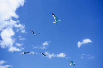 Sticker - Beautiful view of seagulls flying against the blue sky on a sunny day