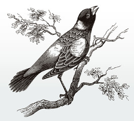 Singing bobolink dolichonyx oryzivorus in side view sitting on branch with leaves, after antique illustration from 19th century