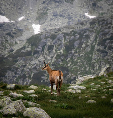 Poster - Brown mountain deer in the mountains at daytime