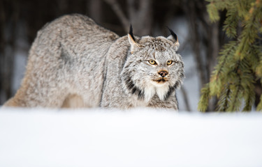 Canadian lynx in the wild