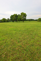 Wall Mural - Beautiful shot of a green meadow with some trees