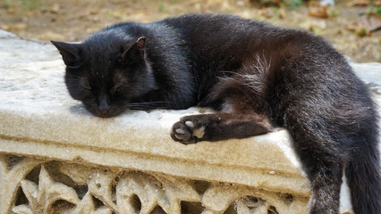 Wall Mural - closeup shot of a black cat sleeping