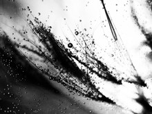 Water Hole And Vegetation With Mist Free Stock Photo - Public Domain Pictures