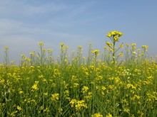 Field Of Yellow Flowers, Mustard Flowers Field In India,  Beautiful Yellow Color Mustard Flower In India,  Mustard Flowers Landscape. 