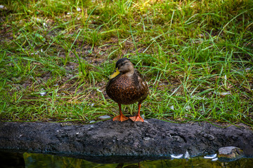 Poster - Closeup of a brown duck on green grass near the water