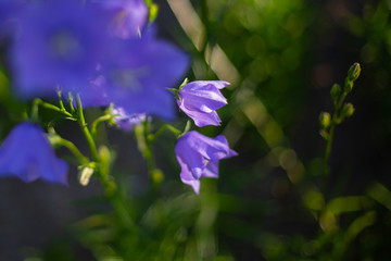 Wall Mural - Blooming blue peach-leaved bellflowers (campanula)