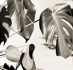 Canvas Print - Black Monstera leaves on white textured background. Minimal monochrome concept.Home plant. Poster