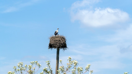 white stork's nest against blue sky