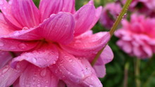 Close Up Of Pink Flower With Rain Drops