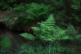 Fototapeta Las - Green ferns growing on the lake