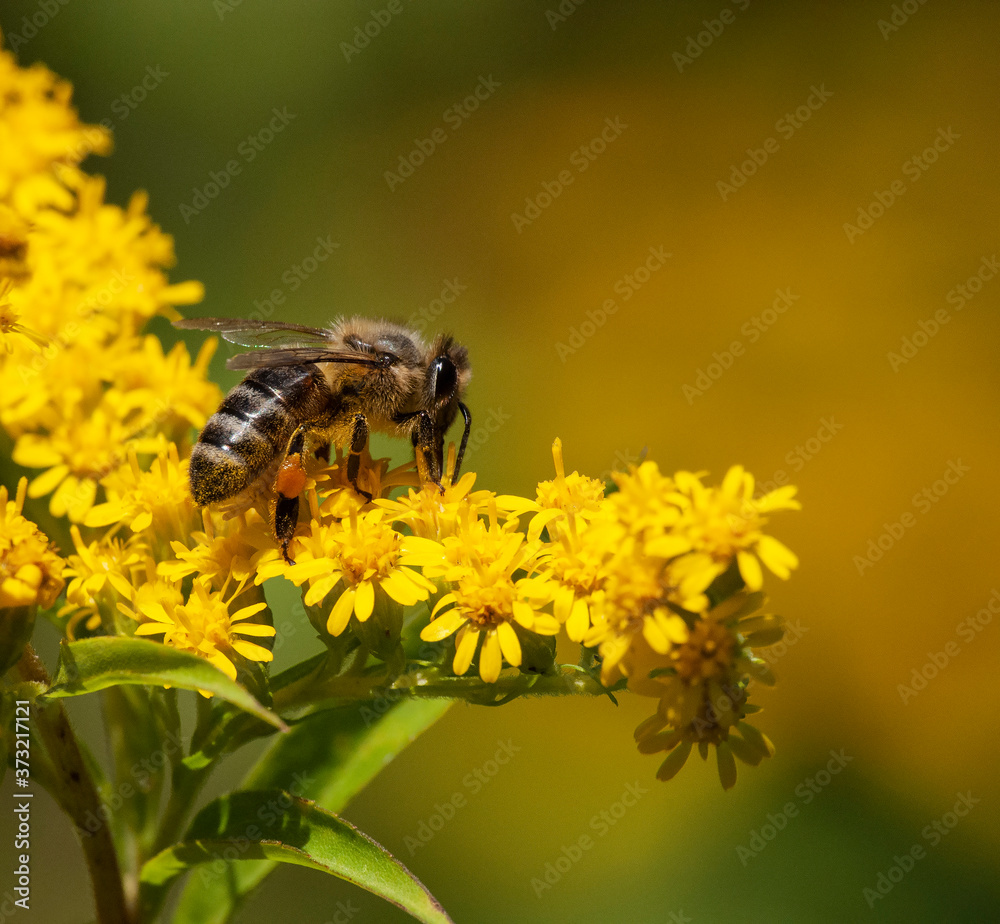 pszczoła w pracy - obrazy, fototapety, plakaty 