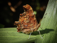 Closeup Shot Of A Comma Butterfly On Green Leaves During A Sunny Day In The Forest