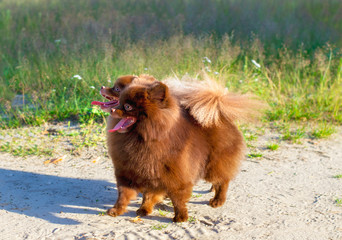 Amazing portrait of 2 dog (Pomeranians) during sunset in the grass. Spitzs cheerful in the grass.