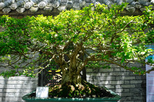 PUTRAJAYA, MALAYSIA -MAY 30, 2018: Bonsai Tree Display For The Public In Royal Floria Putrajaya Garden In Putrajaya, Malaysia. Available In Various Species And Shapes, According To The Creativity Of T