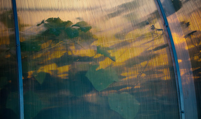 Wall Mural - Plant in a greenhouse at sunset as an abstract background.