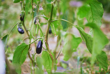 Ripe Eggplants Growing On Branches At Farm