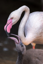 Greater Flamingo Phoenicopterus Roseus Feeds Its Young Grey Child Side View