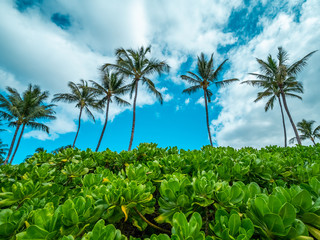 Poster - Palms on the beach. Amazing nature of Hawaii