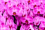 Fototapeta Kuchnia - Close-up of moth orchid flowers with blurred background