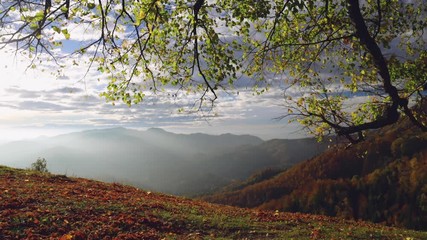 Canvas Print - Autumn forest and tree. Spectacular landscape view toward mountain hills and fields