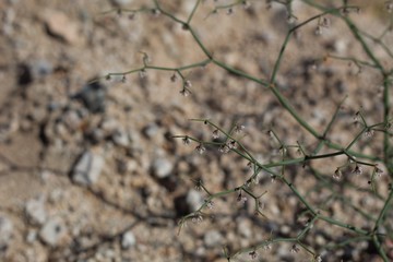 Wall Mural - Miniscule Pink and white inflorescences comprise the bloom of Flatcrown Buckwheat, Eriogonum Deflexum, Polygonaceae, native herbaceous annual near Twentynine Palms, Southern Mojave Desert, Springtime.