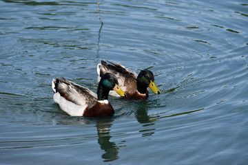 Poster - Cute ducks swimming in a lake