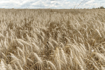 rural landscape. wheat field. spikelets develop in the wind. concept of harvesting and farming. selective focus