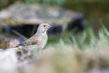 Poster - Brown song Thrush bird perched by a lake in a park