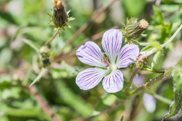 Wall Mural - native species of Single Flower Cranesbill