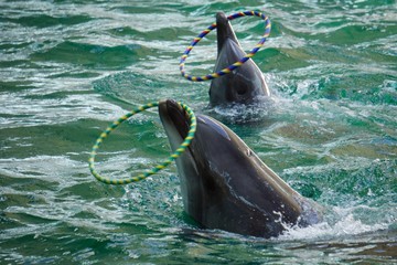 Dolphin show in the dolphinarium of Crimea.