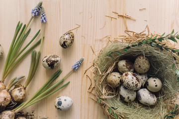 Top view of Easter rustic composition. Quail eggs in nest, spring flowers on wooden background. Holiday concept. Flat lay, still life.