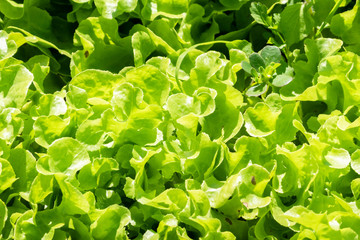 Wall Mural - organic green vegetables farm