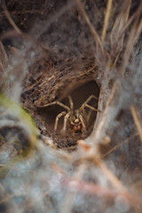 Wall Mural - Vertical closeup shot of a spider in a spiderweb