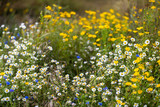 Fototapeta Kwiaty - Beautiful wildflowers on an Engish summer day