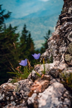 Vertical Closeup Shot Of Beautiful Purple Mountain Flowers Growing Through Rocks