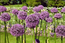 Allium 'purple Sensation' Flowering On A Sunny May Day, England, UK