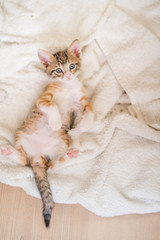 Poster - Closeup shot of a very cute kitty lying on a soft blanket