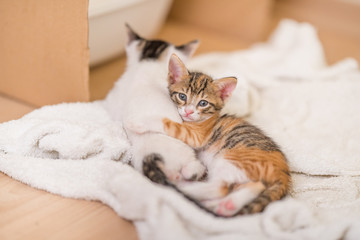 Poster - Closeup shot of very cute kitties lying on a soft blanket