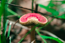 Red Bolete Mushroom Free Stock Photo - Public Domain Pictures