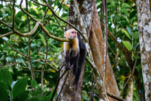 Cute Little Capuchin Monkey Is Hanging Around In Costa Rica