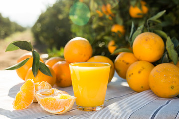 orange juice and oranges on table in orchard