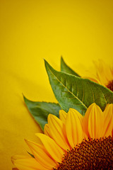 Fotomurales - Sunflowers on a yellow background