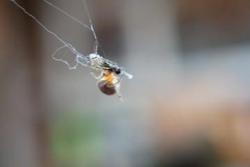 Sticker - Closeup shot of a spider catching a fly on a spider web