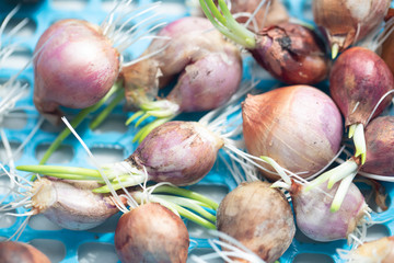 Seeding onion roots to study mitosis cells in Laboratory.