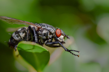 Fly macro close-up, insect photography