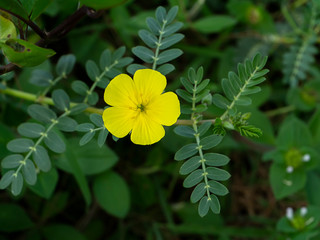 Poster - Close up The yellow flower of devil's thorn with blur leaves.