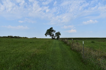 Canvas Print - Lone Tree in a Field