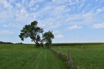 Wall Mural - Fence Row to a Lone Tree